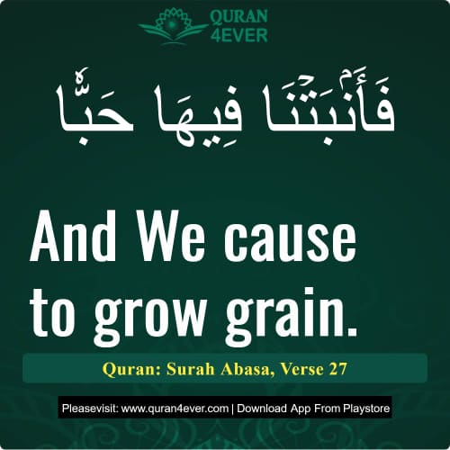 Quran Surah 80 Verse 27