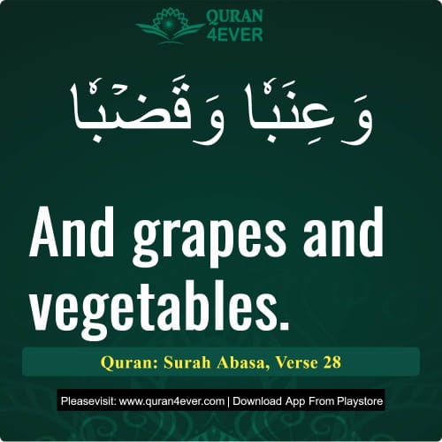 Quran Surah 80 Verse 28