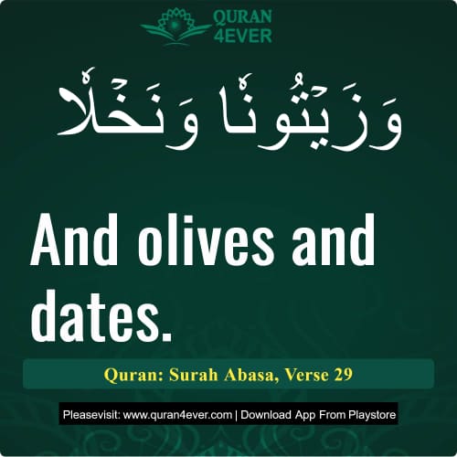 Quran Surah 80 Verse 29