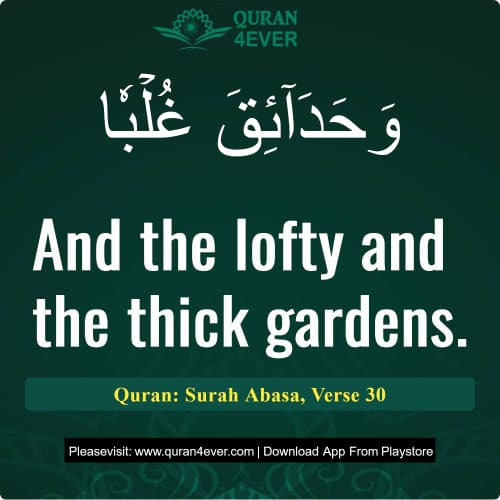 Quran Surah 80 Verse 30