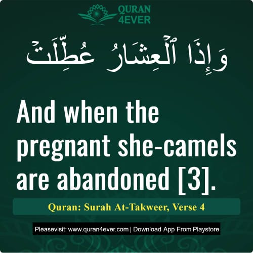 Quran Surah 81 Verse 4