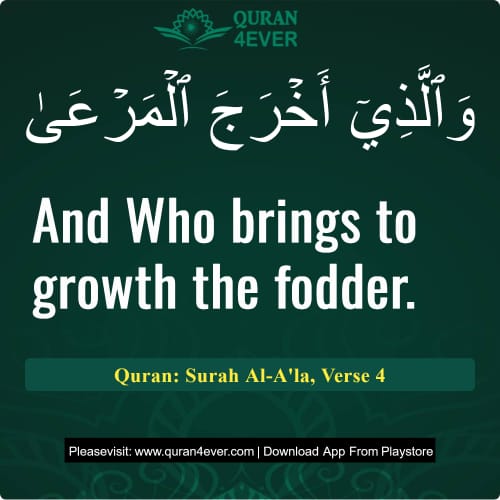 Quran Surah 87 Verse 4