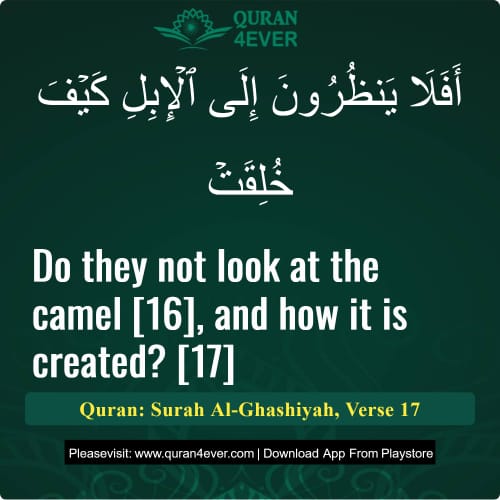 Quran Surah 88 Verse 17