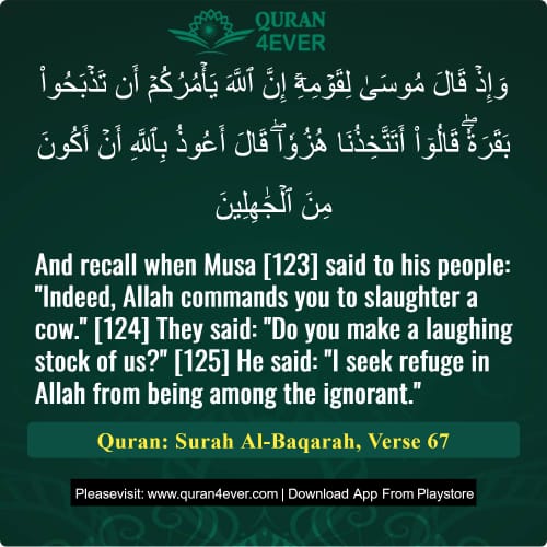 Quran Surah 2 Verse 67