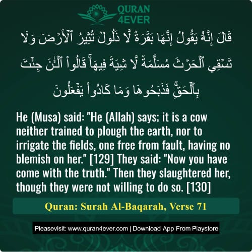 Quran Surah 2 Verse 71