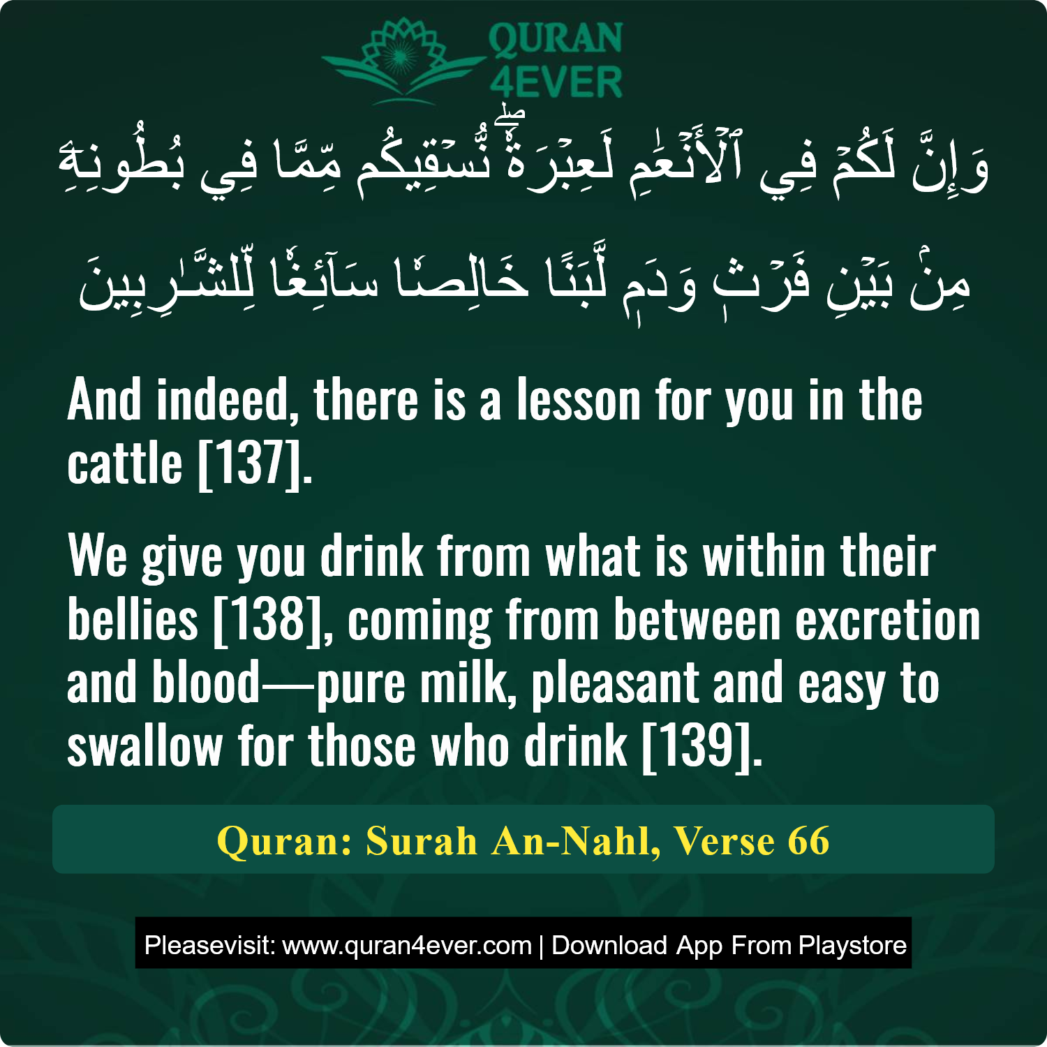 Surah 16, Ayah 66 - Quran Image