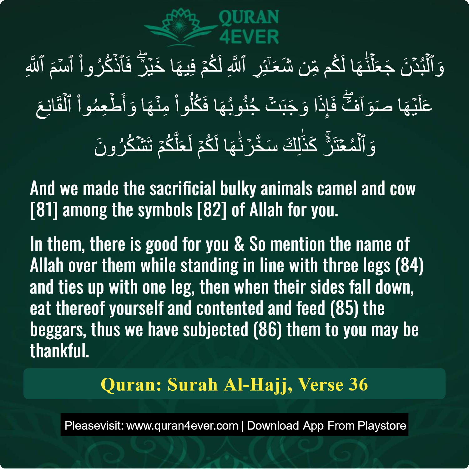Surah 22, Ayah 36 - Quran Image