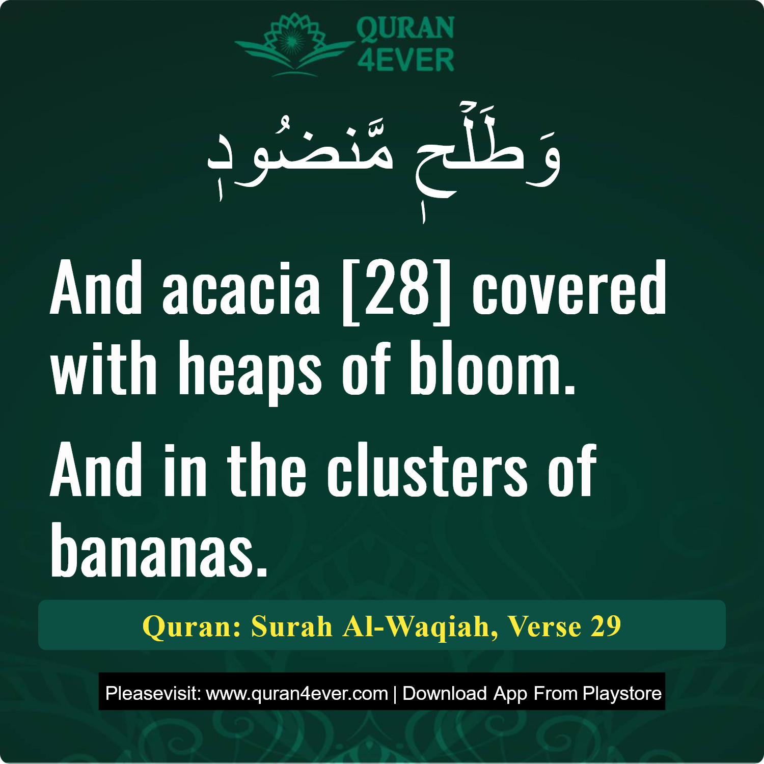 Surah 56, Ayah 29 - Quran Image