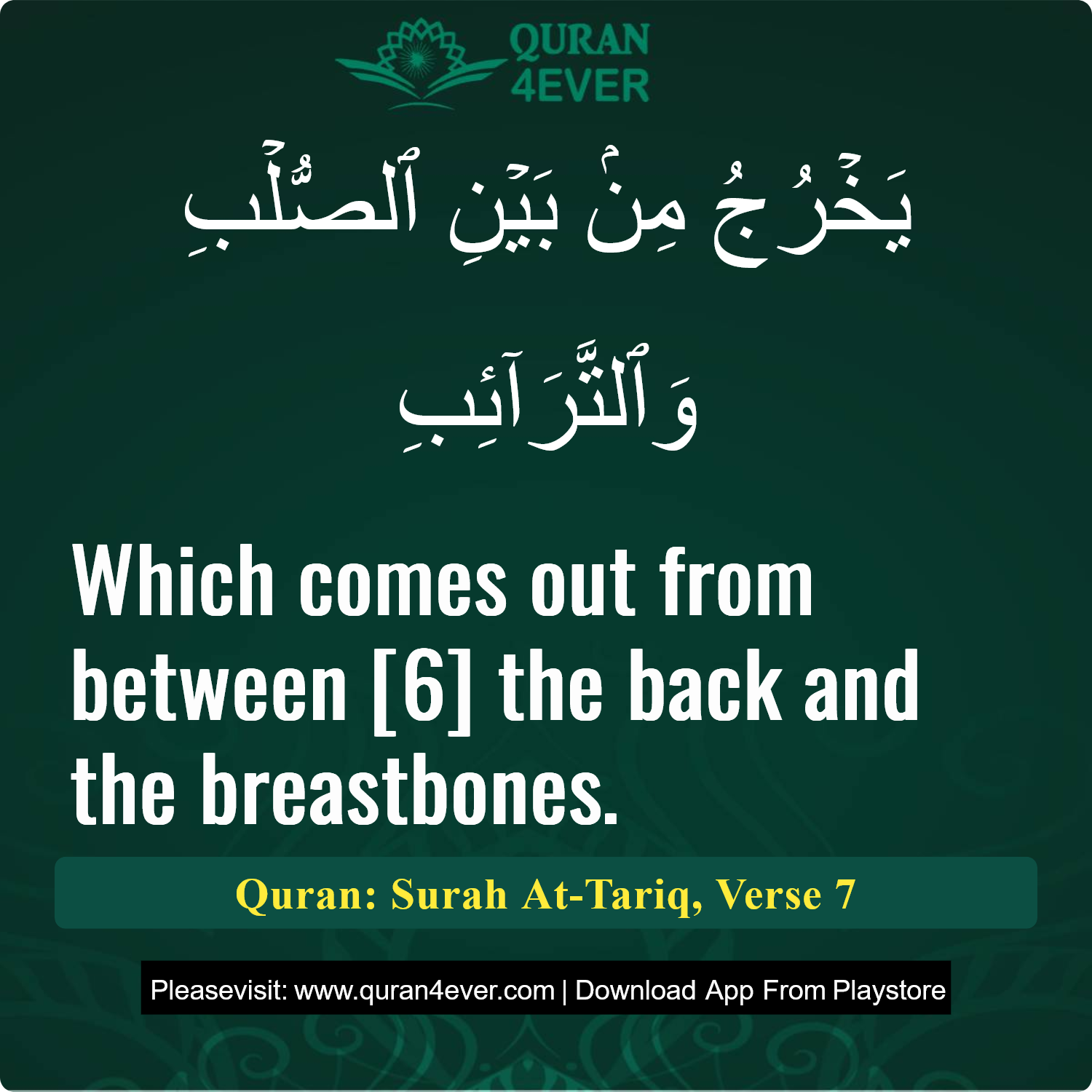 Surah 86, Ayah 7 - Quran Image