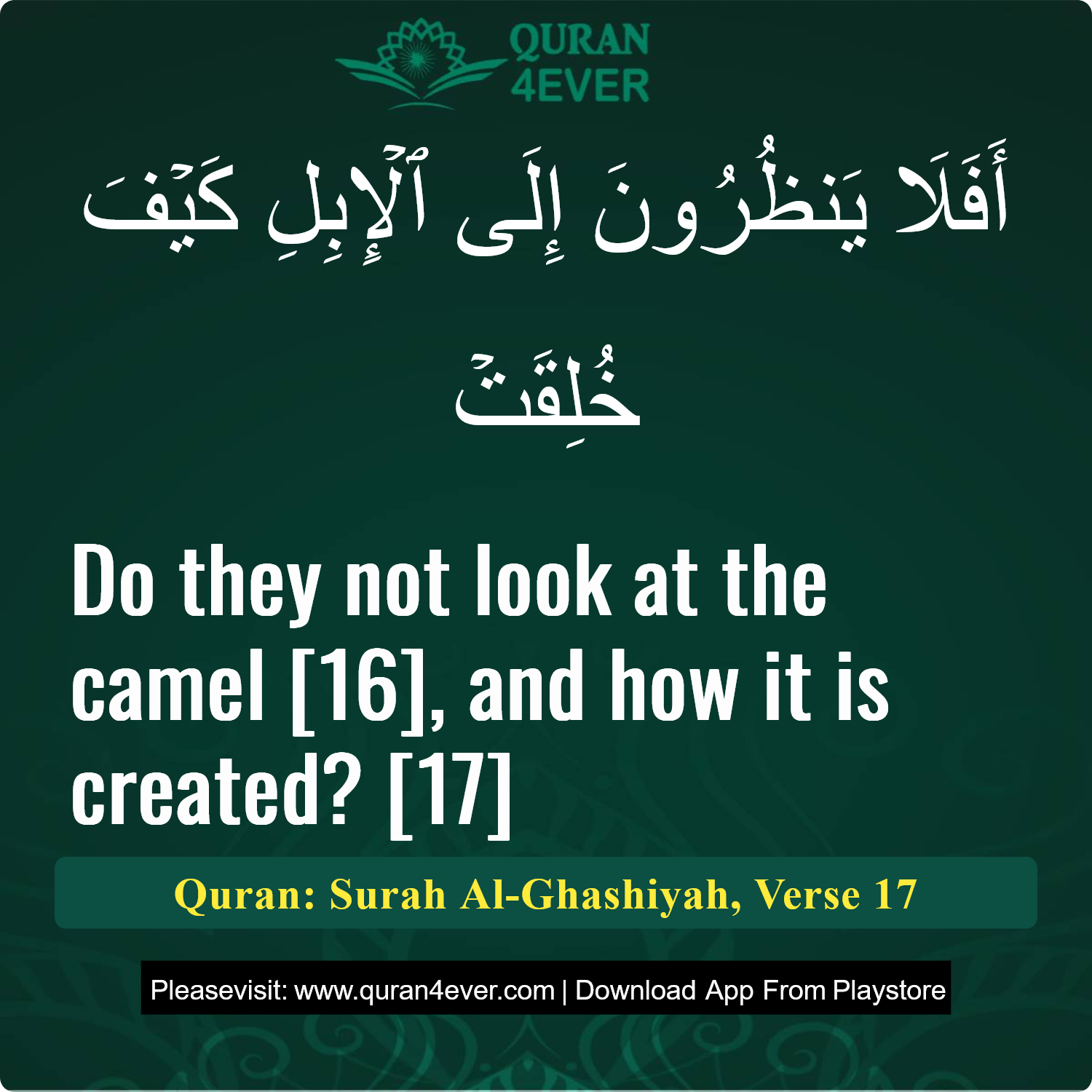 Surah 88, Ayah 17 - Quran Image