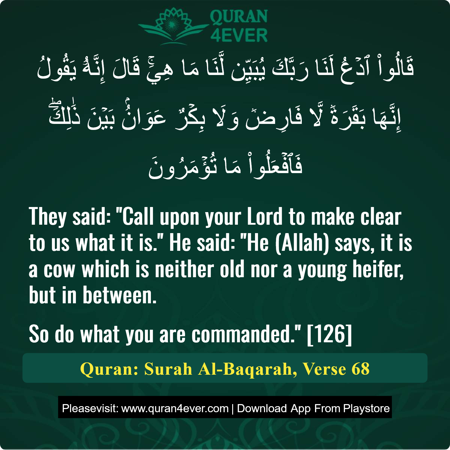 Surah 2, Ayah 68 - Quran Image