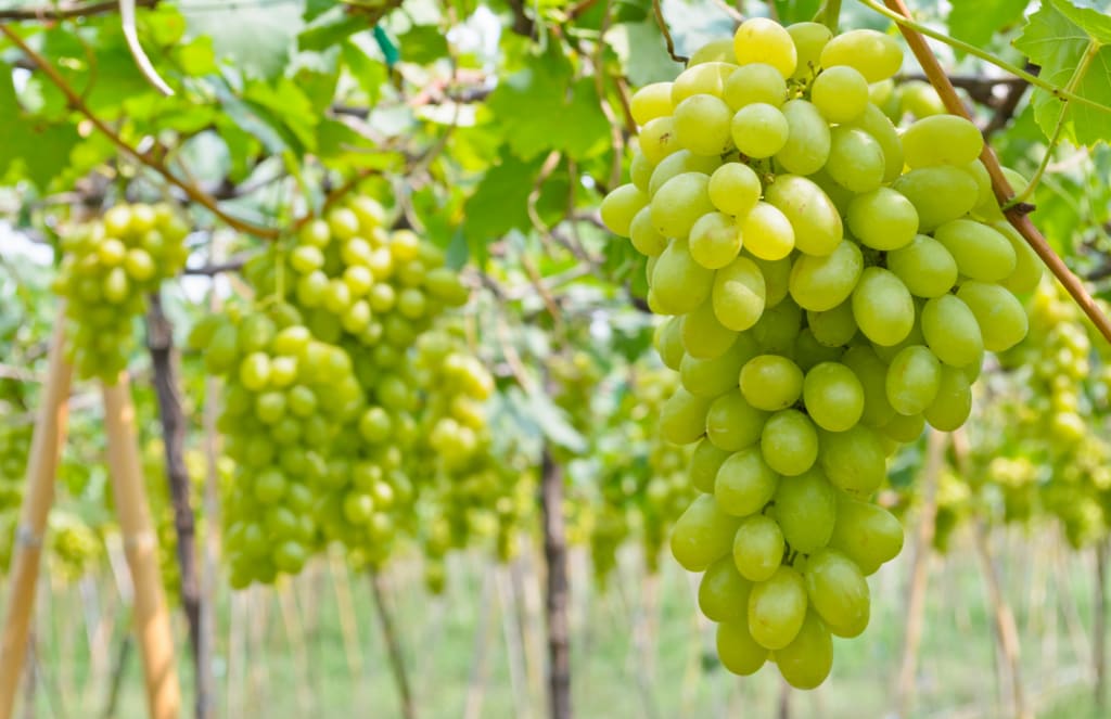 Oppy to deliver record volumes of Cotton Candy grapes this year
