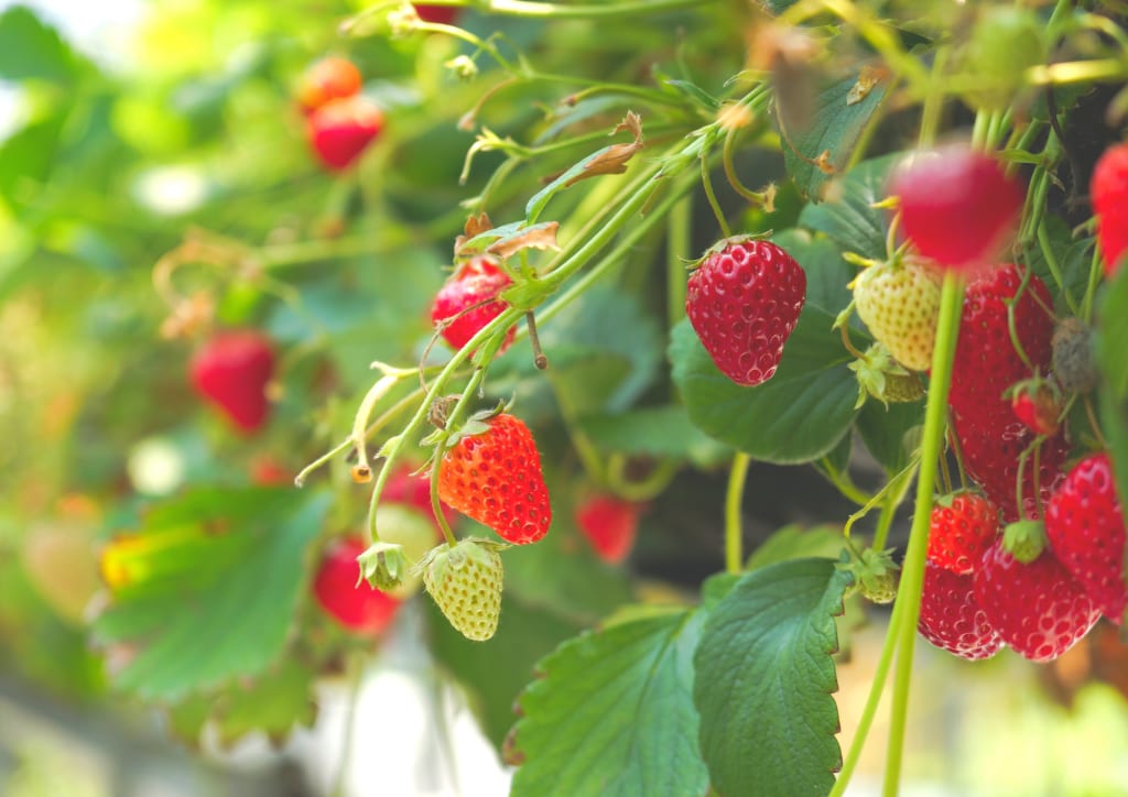 Agronometrics in Charts Santa Maria Strawberries Ready For Harvests