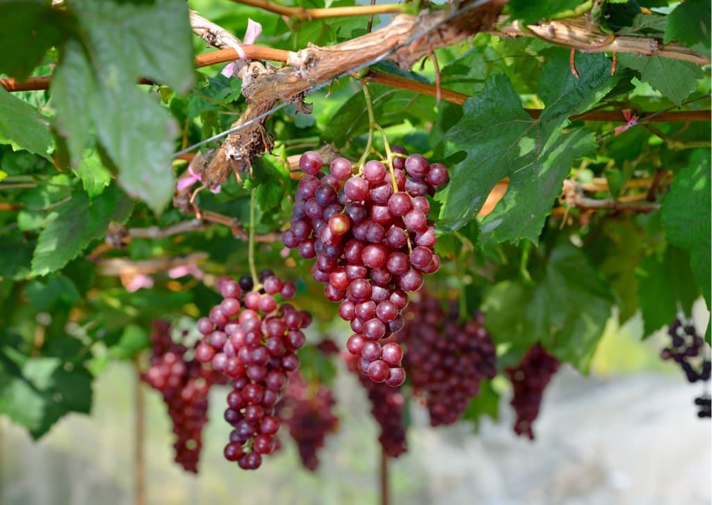 The Mexican state of Sonora expects to harvest a record volume of table