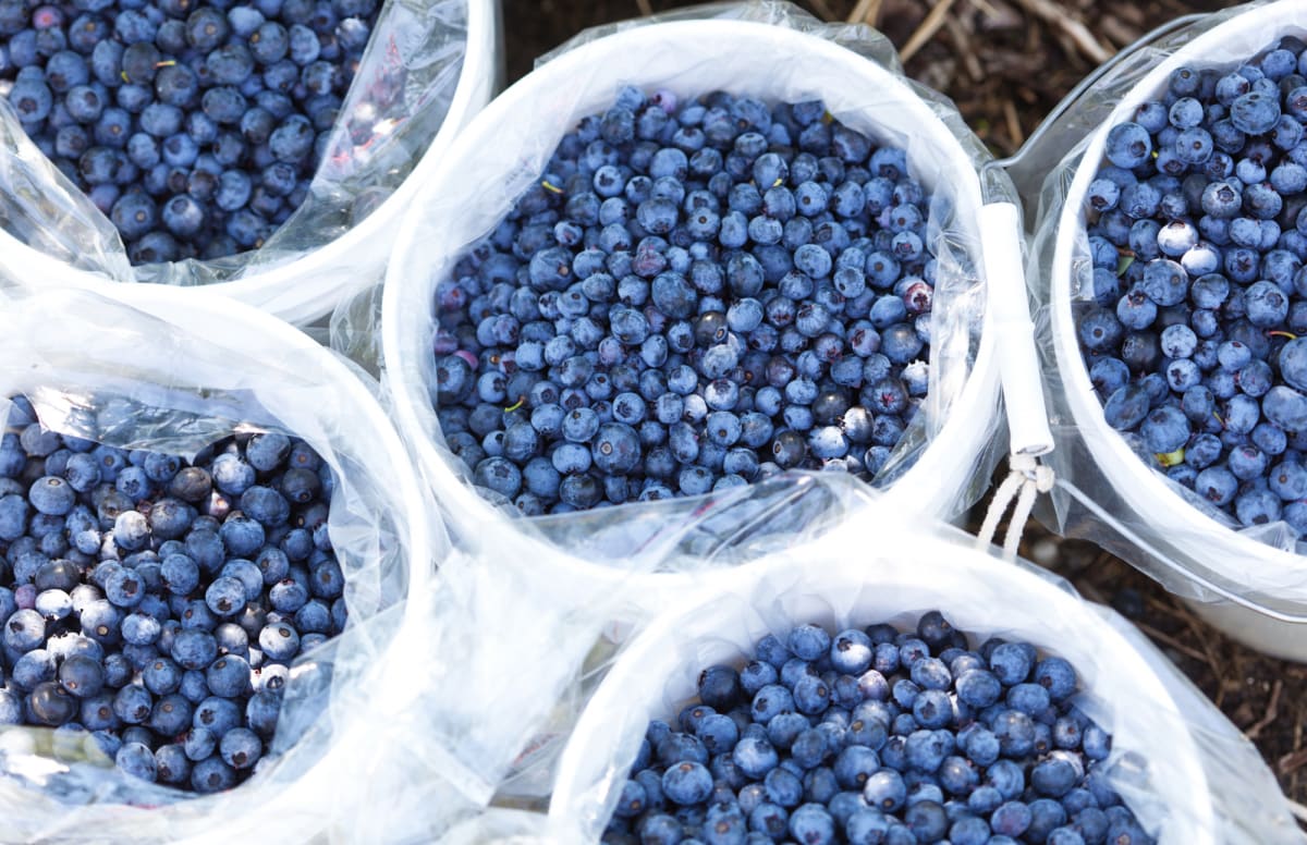 Lower world market prices for Peru’s blueberries despite 28 increase