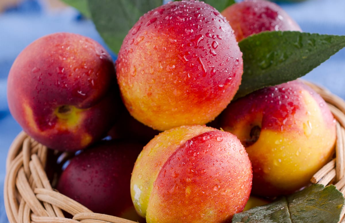 Agronometrics in Charts Rising Nectarine Yields Continue to Outpace Peach Production in Chile