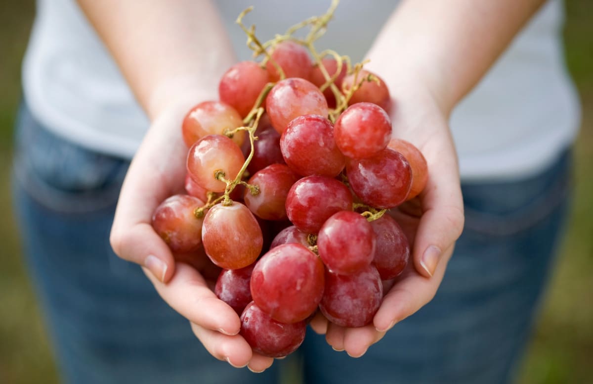 Pandol Brothers' John Pandol Divulges the Details of the Chilean Table