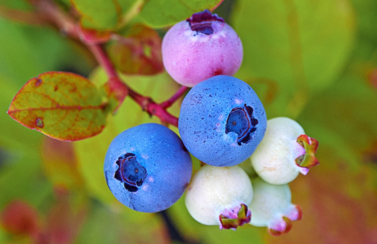 Chilean blueberries coming to fore as Peru winds down