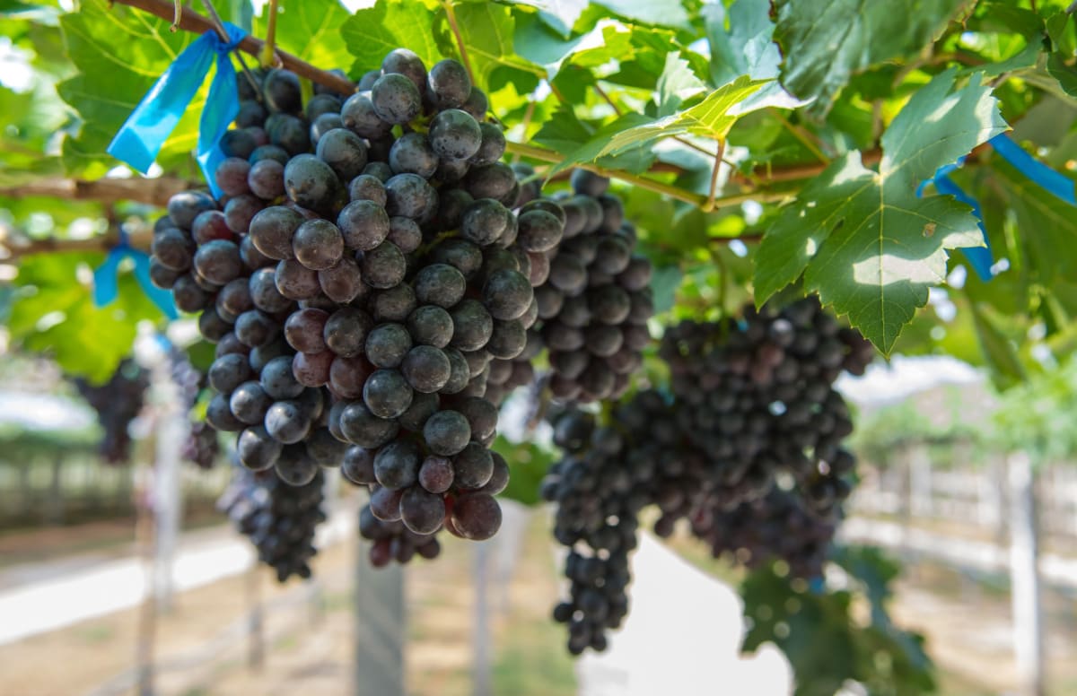 Quality of Chilean table grapes needs to excel for industry to survive