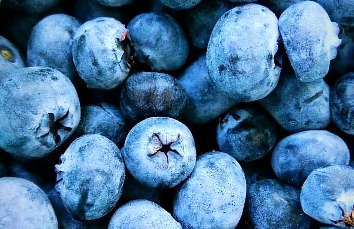 Agronometrics Interviews A Tour of the Chilean Blueberry Season with