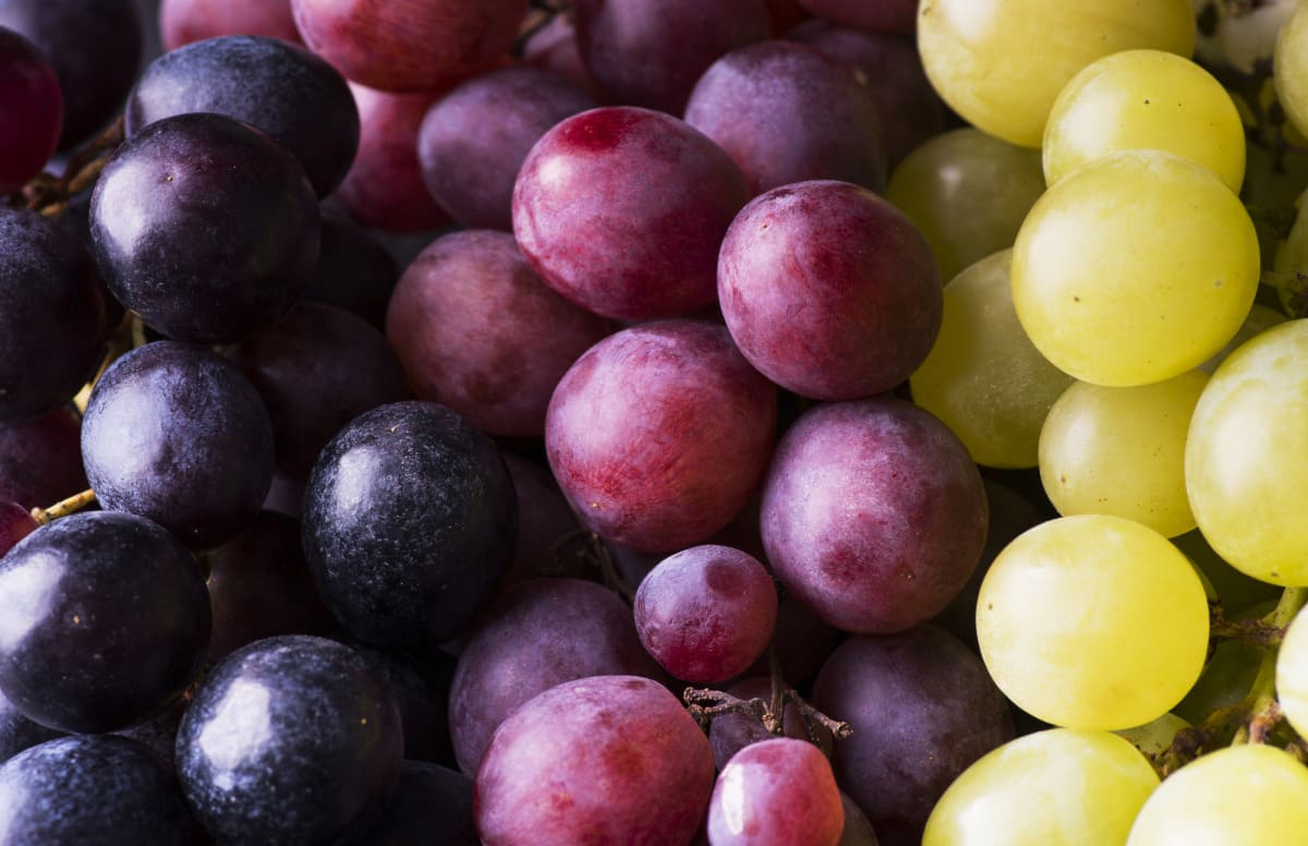 A major season for new varieties of Chilean table grape Agronometrics