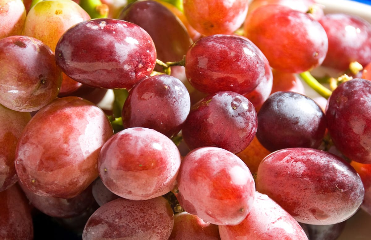 Grapeman Farms remains a leader in Chilean grapes Agronometrics Stories