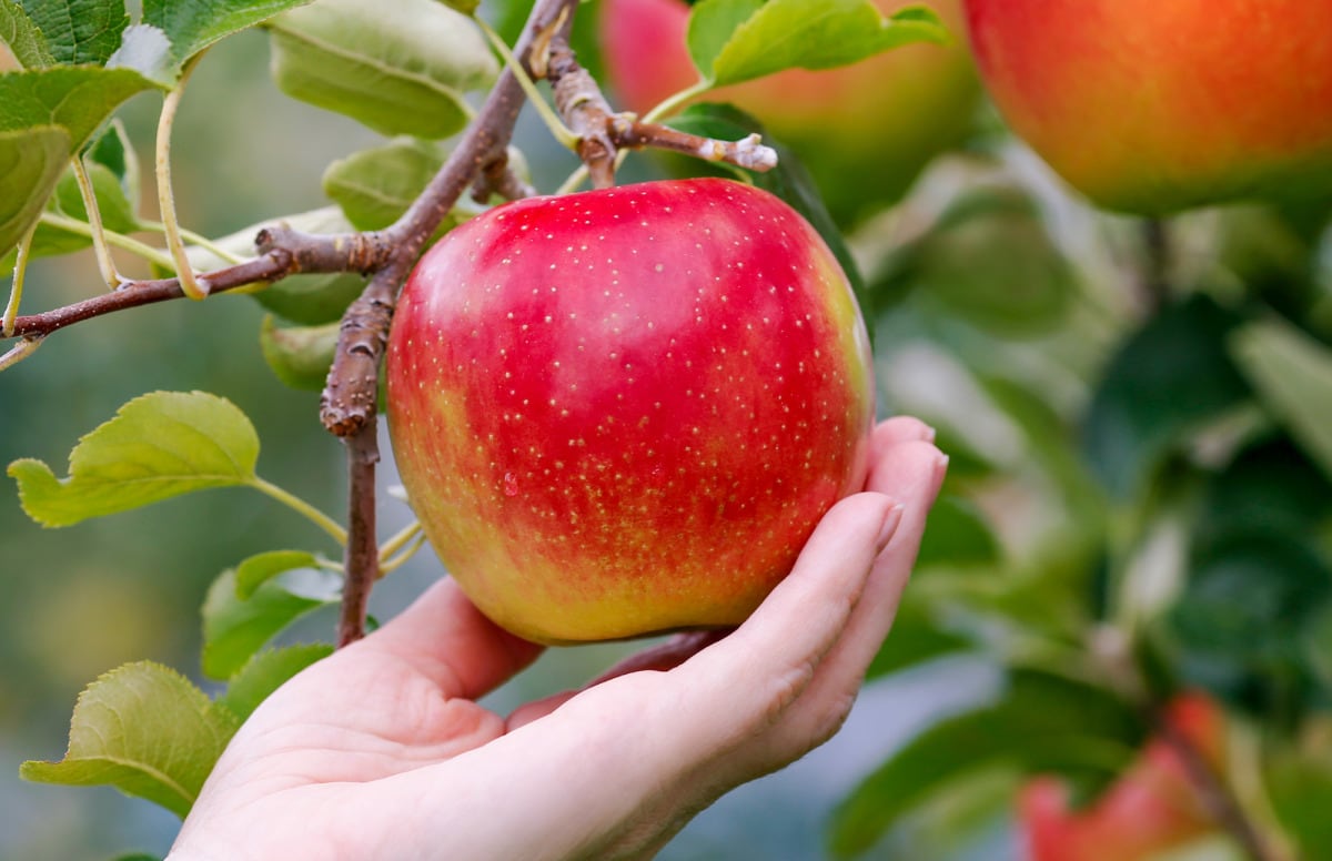 Chile's Honeycrisp apples have arrived in U.S.