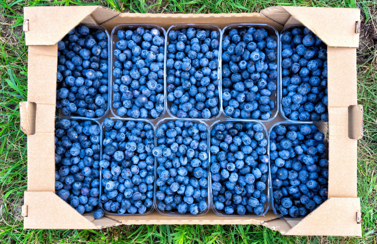 Jumbo Blueberries 9.8 oz