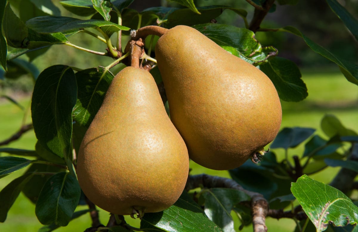 Promotable volumes on Washington pears, especially organic