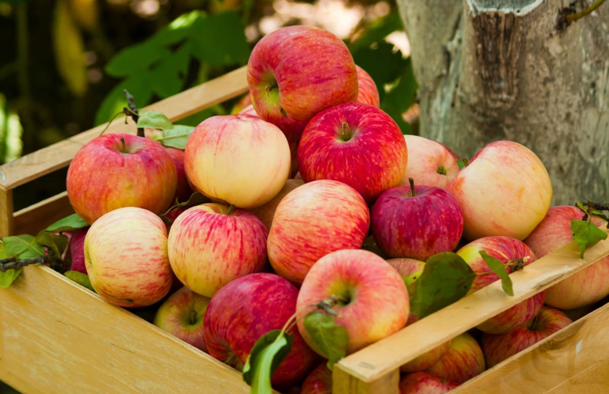 Cortland - New York Apple Association