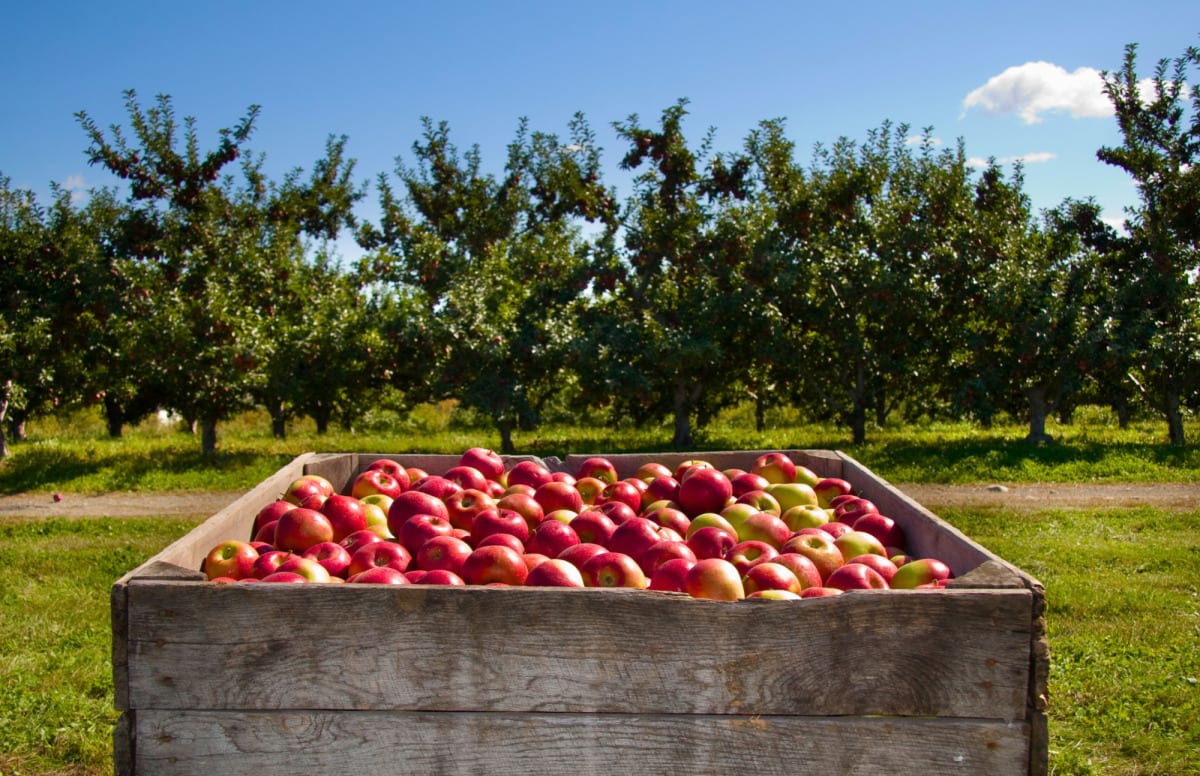 Washington Expects Record 2023 Organic Apple Crop