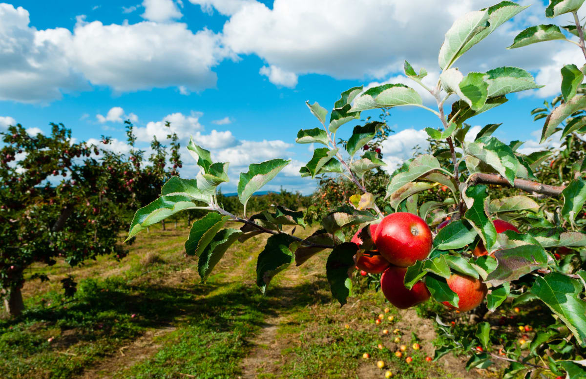 Another big Michigan apple crop on tap Agronometrics Stories