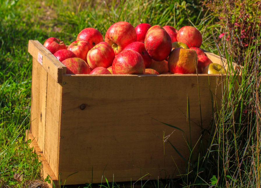 Honeycrisp  Applewood Fresh Growers LLC