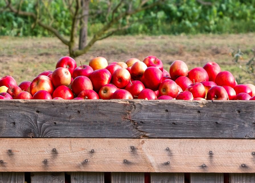 Fuji Apples - Apple Varieties - Riveridge Produce Marketing