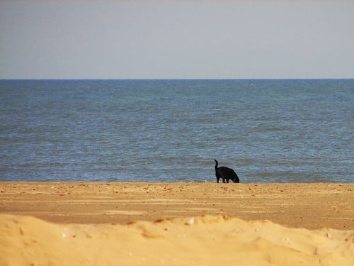 Dog Beach