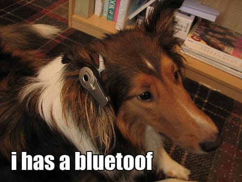 loldog bluetooth