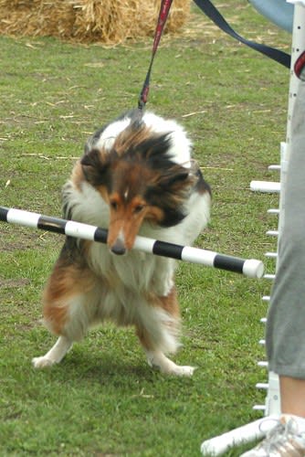 Scout didn't quite make it over this one