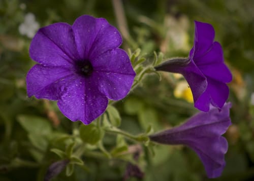 17/365 - Trumpeting Purple