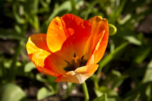 Open Tulip