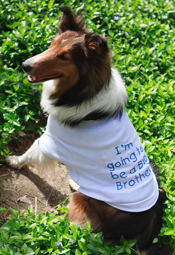 Scout has a big announcement