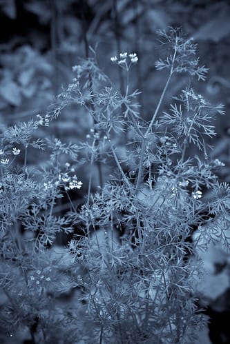 45/365 - Cilantro in blue
