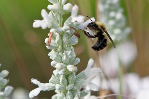 48/265 - Buzz buzz buzz