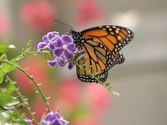 Monarch Butterfly