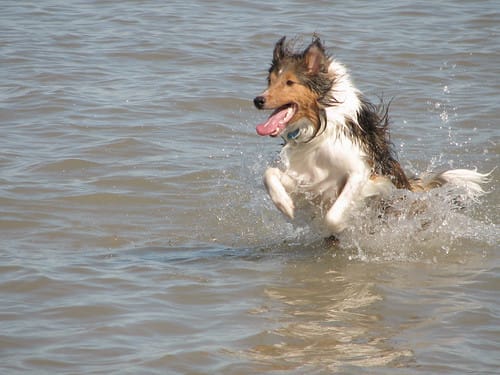 Scout (by Matt Stratton) Scout (by Matt Stratton)