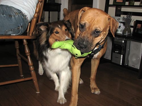 Scout and Levee (by Matt Stratton)