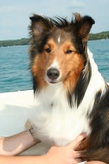 Scout poses (by Matt Stratton) Scout poses (by Matt Stratton)