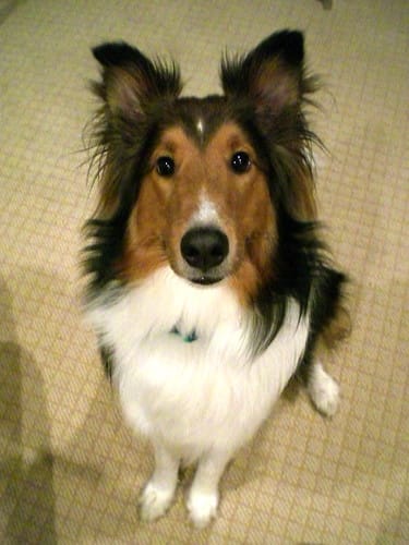 Scout (by Matt Stratton)