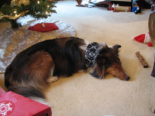 Tired Puppy (by Matt Stratton) Tired Puppy (by Matt Stratton)