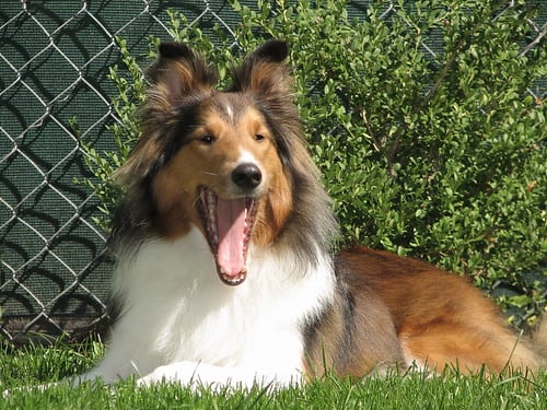 Yawn! (by Matt Stratton)