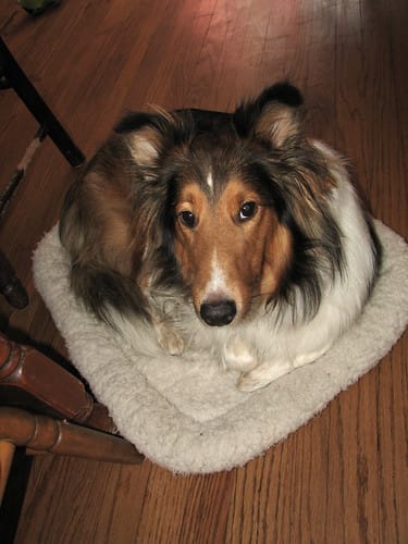 Scout curled up on his puppy bed (by Matt Stratton)